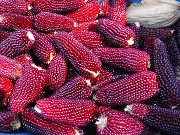 Red Corn